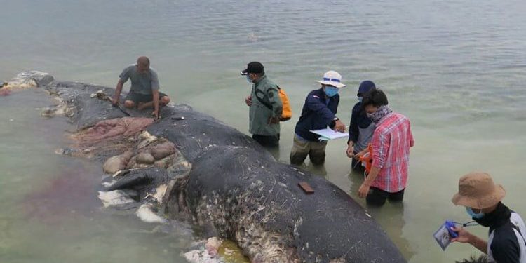 Darurat Polusi di Lautan, Mayoritas Spesies Mamalia Laut Sudah Terpapar Mikroplastik