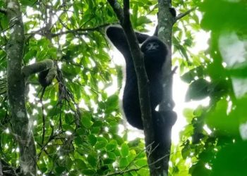 Nasib Primata Terlangka di Dunia, Populasinya Makin Terancam