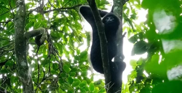 Nasib Primata Terlangka di Dunia, Populasinya Makin Terancam