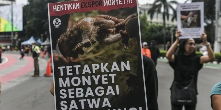 Aktivis Koalisi Primates Fight Back menggelar aksi perlindungan terhadap satwa monyet saat Hari Bebas Kendaraan Bermotor (HBKB) di kawasan Bundaran HI, Jakarta, Minggu (28/1/2024). (ANTARA)