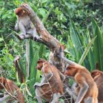 Kawanan bekantan dari kelompok Bravo saat beraktivitas di Pulau Curiak. (ANTARA/Firman)