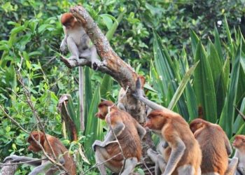 Kawanan bekantan dari kelompok Bravo saat beraktivitas di Pulau Curiak. (ANTARA/Firman)