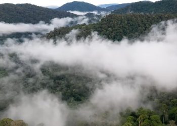 Perubahan Iklim Ancam Penyerapan Karbon Hutan Global