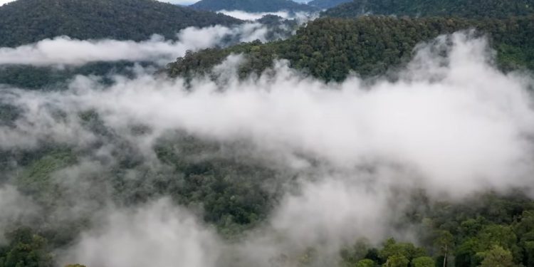 Perubahan Iklim Ancam Penyerapan Karbon Hutan Global