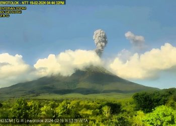 Semburan abu vulkanik keluar dari kawah Gunung Ili Lewotolok di Pulau Lembata, Provinsi Nusa Tenggara Timur, Senin (19/2/2024). (HO-PVMBG)