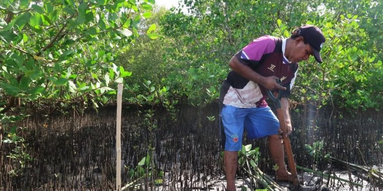 Warga menggali tanah untuk penanaman bibit mangrove jenis Rhizophora di kawasan pesisir Desa Tiwoho, Kecamatan Wori, Kabupaten Minahasa Utara, Provinsi Sulawesi Utara, Rabu. (Sugiharto Purnama)