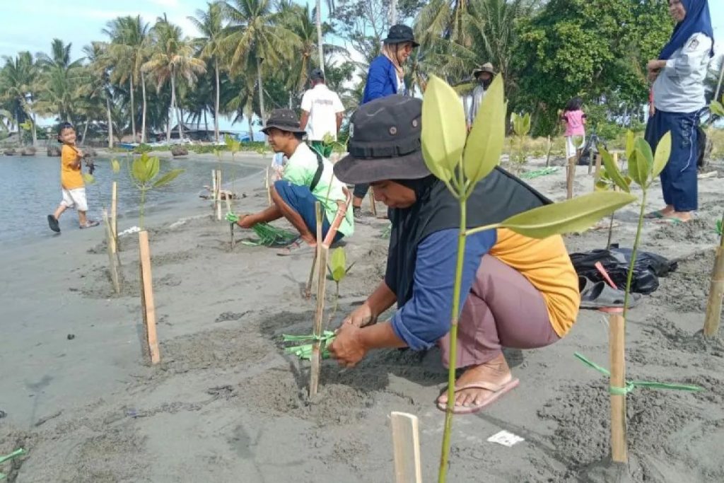 Warga yang terlibat pada aksi penanaman pohon bakau yang diinisiasi Asrikan Project di Pantai Mampie, Dusun Mampie, Kabupaten Polewali Mandar. (Istimewa)