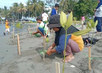 Warga yang terlibat pada aksi penanaman pohon bakau yang diinisiasi Asrikan Project di Pantai Mampie, Dusun Mampie, Kabupaten Polewali Mandar. (Istimewa)