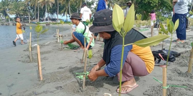 Warga yang terlibat pada aksi penanaman pohon bakau yang diinisiasi Asrikan Project di Pantai Mampie, Dusun Mampie, Kabupaten Polewali Mandar. (Istimewa)
