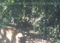 Macan kumbang terpantau dari kamera pemantau yang dipasang Balai Besar Taman Nasional Gunung Gede Pangrango, Cianjur, Jawa Barat.