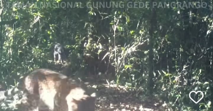 Macan kumbang terpantau dari kamera pemantau yang dipasang Balai Besar Taman Nasional Gunung Gede Pangrango, Cianjur, Jawa Barat.