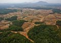 Greenpeace Luncurkan Pedoman Bebas Deforestasi untuk Petani Kecil