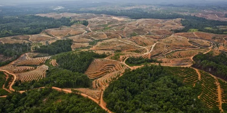 Greenpeace Luncurkan Pedoman Bebas Deforestasi untuk Petani Kecil