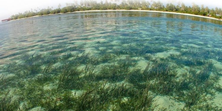 Indonesia dan AS Perkuat Kerjasama Aksi Iklim