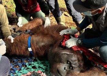 Orangutan Ditemukan Mati Misterius, BKSDA Terjunkan Tim Nekropsi