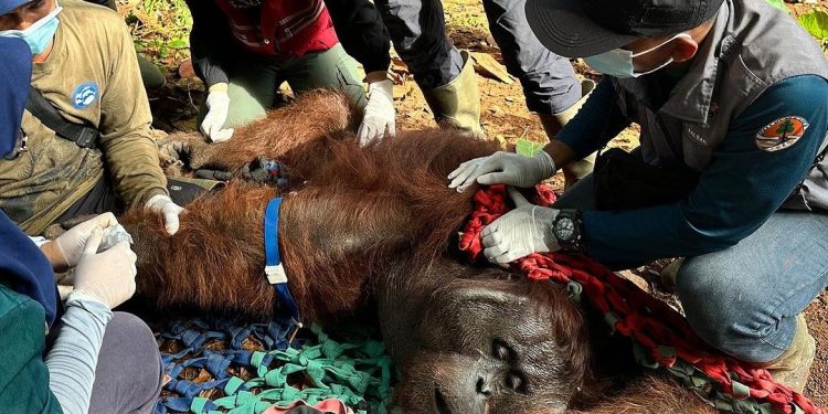 Orangutan Ditemukan Mati Misterius, BKSDA Terjunkan Tim Nekropsi