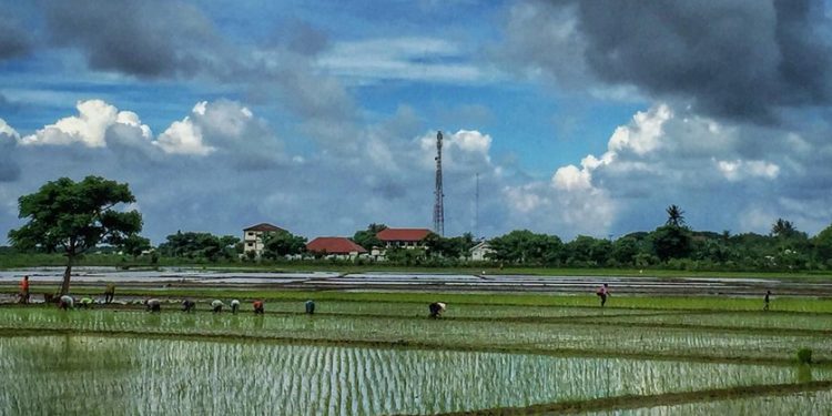 Perubahan Iklim Hambat Indonesia Swasembada Pangan