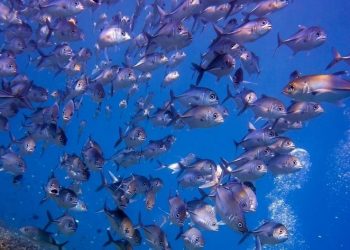 Indonesia Gaungkan Kolaborasi Global Bangun Ekonomi Biru