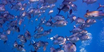 Indonesia Gaungkan Kolaborasi Global Bangun Ekonomi Biru