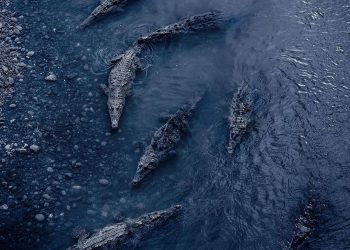 Ratusan Ekor Buaya ‘Menyerbu’ Kota-kota di Meksiko