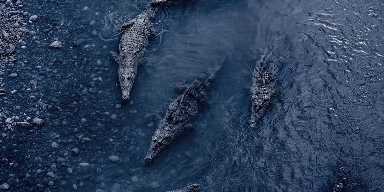 Ratusan Ekor Buaya ‘Menyerbu’ Kota-kota di Meksiko