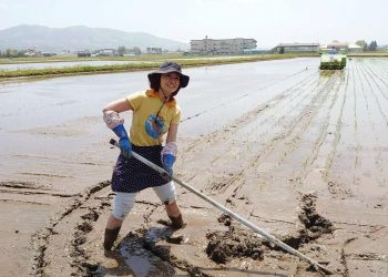 Efek Gelombang Panas, Jepang Hadapi Krisis Beras
