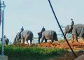 Permata Bank Gandeng WWF Luncurkan Program Konservasi Satwa di Jambi