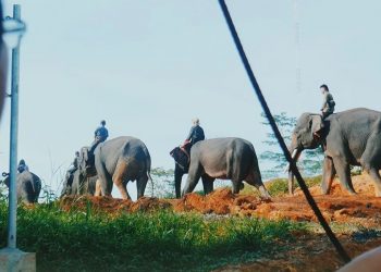 Permata Bank Gandeng WWF Luncurkan Program Konservasi Satwa di Jambi