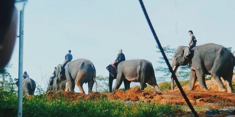 Permata Bank Gandeng WWF Luncurkan Program Konservasi Satwa di Jambi