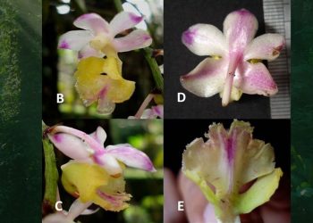 Peneliti Temukan Spesies Anggrek Baru, Flora Endemik Sulawesi