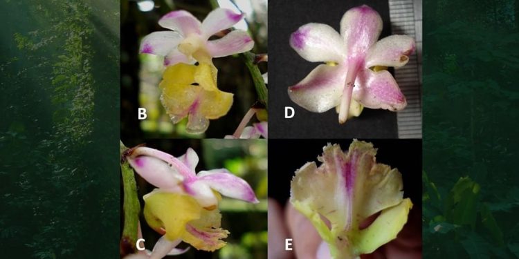 Peneliti Temukan Spesies Anggrek Baru, Flora Endemik Sulawesi