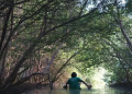 Salah satu hutan magrove yang ada di indoensia.(sumber LindungiHutan)