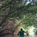 Salah satu hutan magrove yang ada di indoensia.(sumber LindungiHutan)