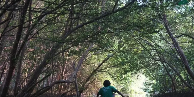 Salah satu hutan magrove yang ada di indoensia.(sumber LindungiHutan)