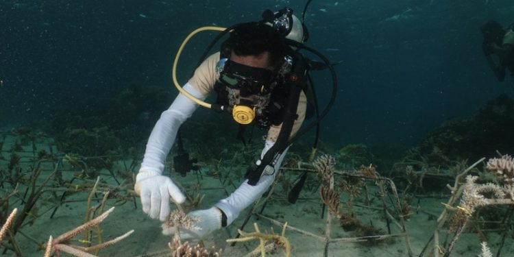 Melestarikan Terumbu Karang di Pulau Apimasum