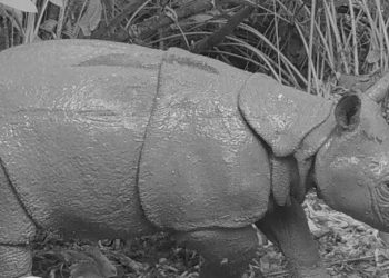 Populasi Badak Jawa Bertambah di Taman Nasional Ujung Kulon