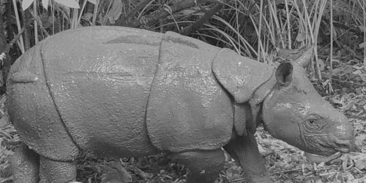 Populasi Badak Jawa Bertambah di Taman Nasional Ujung Kulon