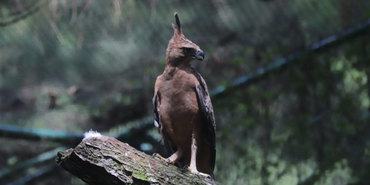 Elang jawa betina, Sally, dilepasliarkan divGunung Halimun Salak, Pamijahan, Kabupaten Bogor, Jawa Barat. (SEGS)