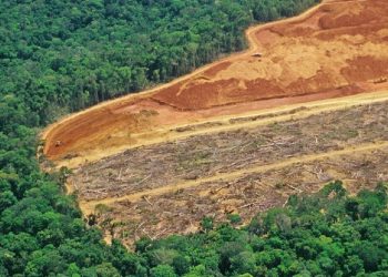Deforestasi Global Naik Tajam, Brasil dan Indonesia Jadi Sorotan