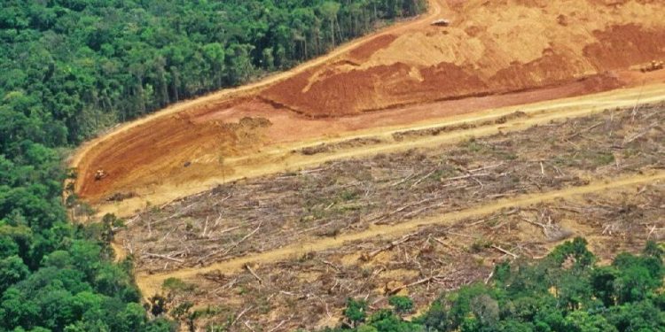 Deforestasi Global Naik Tajam, Brasil dan Indonesia Jadi Sorotan