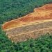 Deforestasi Global Naik Tajam, Brasil dan Indonesia Jadi Sorotan