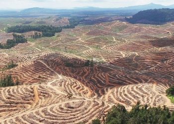 Ekspansi Bisnis Pelet Kayu Mengancam Hutan Tropis di Indonesia dan Asia Tenggara