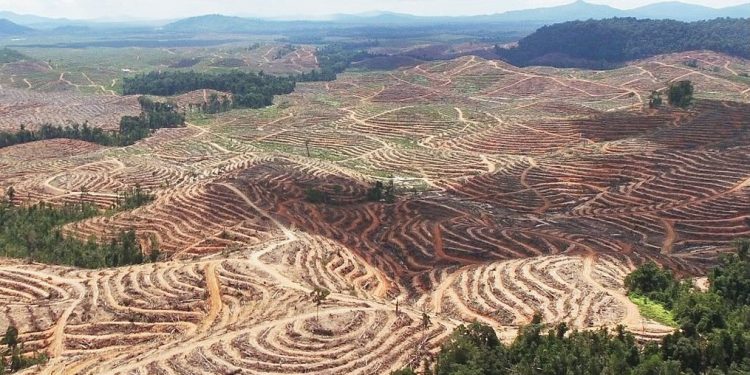 Ekspansi Bisnis Pelet Kayu Mengancam Hutan Tropis di Indonesia dan Asia Tenggara