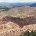 Ekspansi Bisnis Pelet Kayu Mengancam Hutan Tropis di Indonesia dan Asia Tenggara