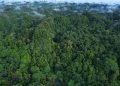 Indonesia dan Norwegia Kolaborasi Rehabilitasi Hutan di Kalimantan Selatan