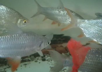 Peluang Ekonomi, Ikan Jade Perch Potensial Dikembangkan di Indonesia