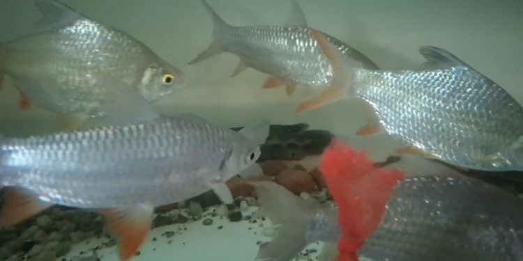 Peluang Ekonomi, Ikan Jade Perch Potensial Dikembangkan di Indonesia