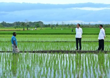 Satu Dekade Era Jokowi: Kedaulatan Pangan Sudah Tercapai atau Gagal?