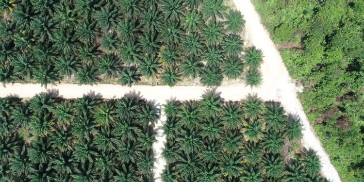 ‘Evaluasi Total Industri Sawit di Indonesia’