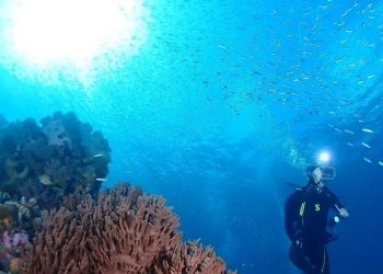 Gelombang Panas Laut Dalam Mengancam Kepunahan Spesies di Lautan